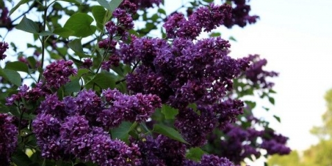 Lila svjetla donbasa: opis, fotografija, recenzije